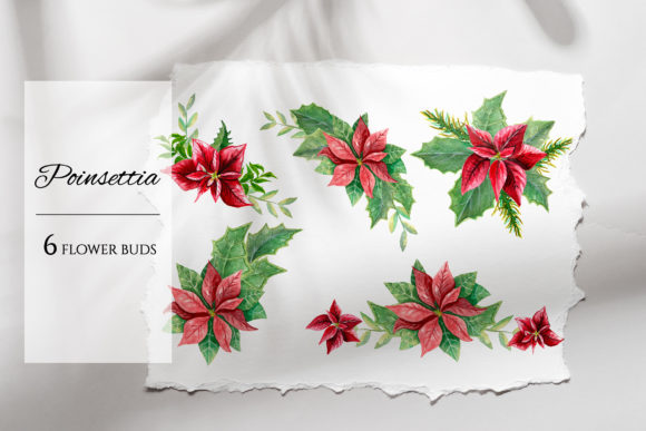 Practical Analysis of the Poinsettia Watercolor Set