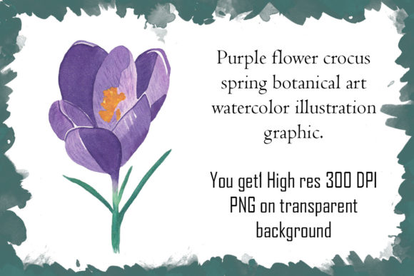 The Purple Crocus: A Herald of Spring and a Muse for Art