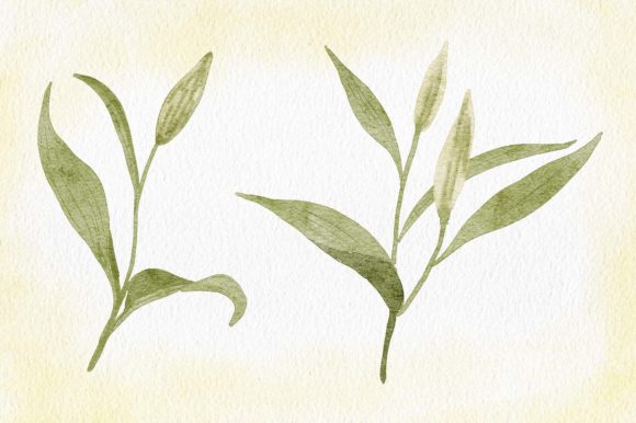 Watercolor Lily Flower Bud with Leaf: Enhancing Creative and Professional Workflows
